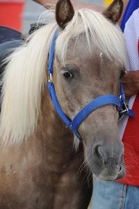 Close-up portrait of horse