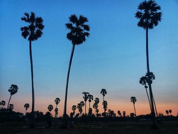 Silhouette palm trees on beach against sky at dusk