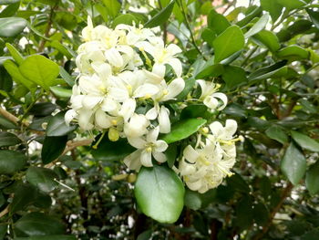 Close-up of white flowers