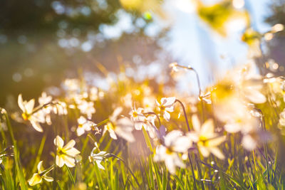 Freshly blooming white wild daffodils, photographed close up in the mountains.