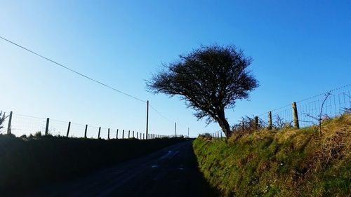 Trees against clear sky