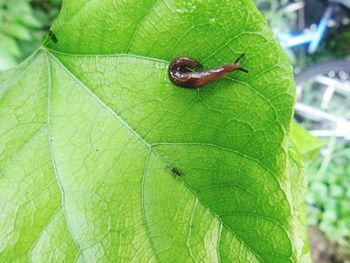 Close-up of insect on leaf