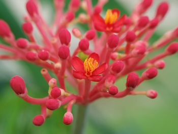 Close-up of red flowering plant