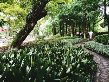 Plants and trees in park