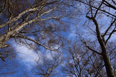 Low angle view of trees against sky