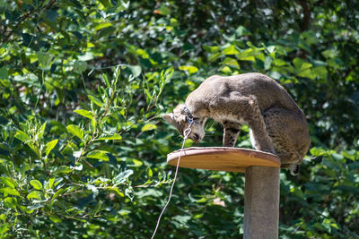 Cat sitting on wood against plant