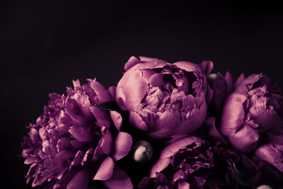 Beautiful purple peonies bouquet close-up, soft focus. dark spring or summer floral background