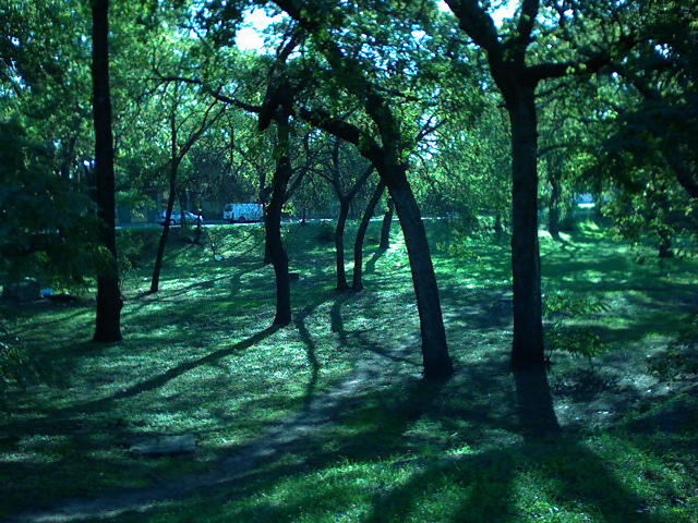 tree, tranquil scene, tranquility, tree trunk, scenics, growth, landscape, nature, beauty in nature, solitude, woodland, non-urban scene, idyllic, green color, remote, day, branch, majestic, outdoors, green, countryside, no people, tree area, vacations, growing, park, long