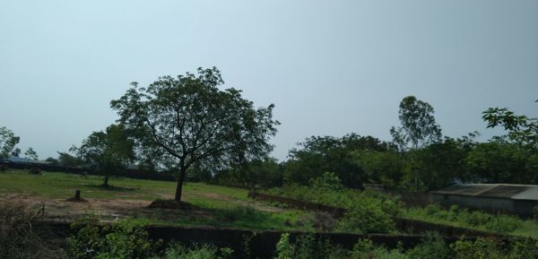 Trees on field against clear sky