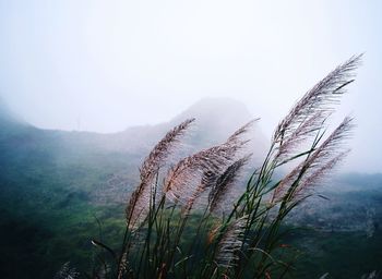 Close-up of grass against sky