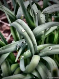 Close up of leaves