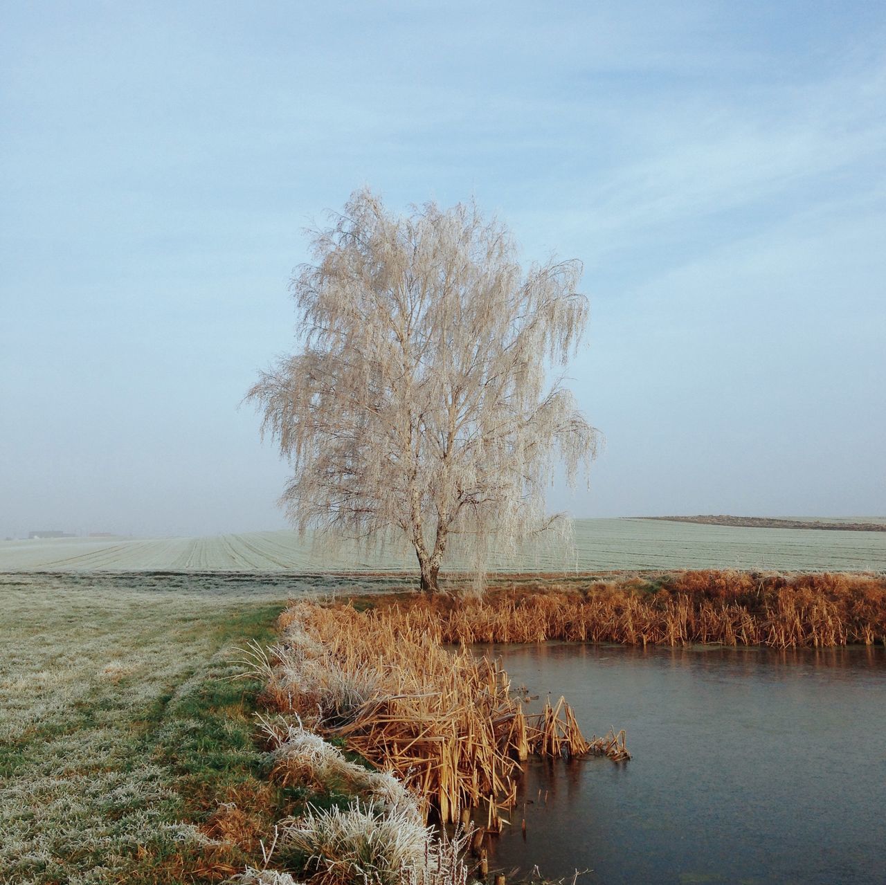 tranquility, tranquil scene, water, tree, scenics, nature, beauty in nature, lake, bare tree, sky, branch, growth, clear sky, plant, landscape, non-urban scene, day, field, no people, idyllic