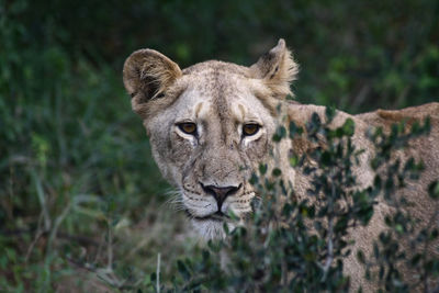 Close-up of lioness at forest