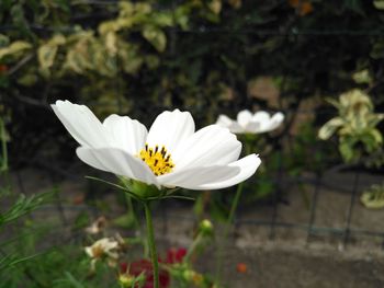 Close-up of white flower blooming outdoors