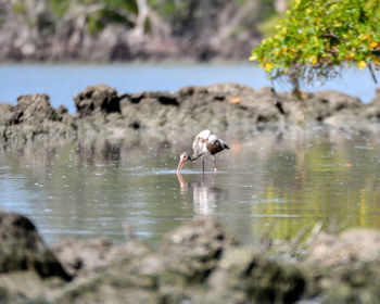 Bird in a lake