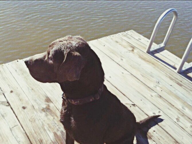 CLOSE-UP OF DOG BY WOOD ON LAKE