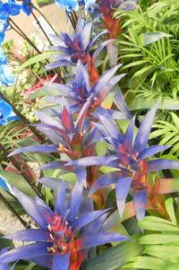 Close-up of purple flowers