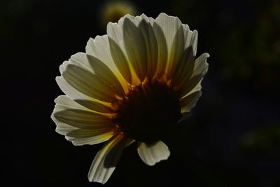 Close-up of white flower