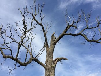 Low angle view of bare trees against sky