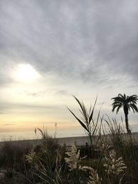 Plants growing on field against sky during sunset