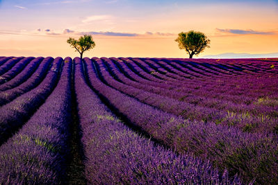 Scenic view of lavender field against sky during sunset