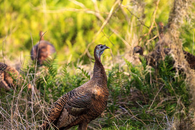 Wild osceola wild turkey meleagris gallopavo osceola in the woods of myakka state park in sarasota