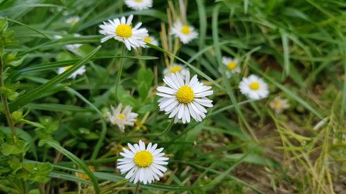 Close-up of white daisy flowers on field