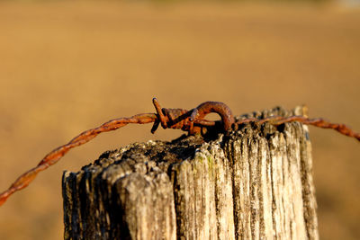 Close-up of barbed wire  on wooden fence