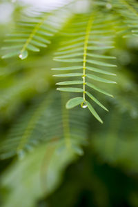 Close-up of leaves