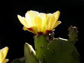 Close-up of yellow prickly pear cactus