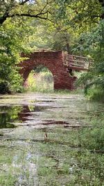 Arch bridge over stream in forest