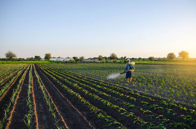 A farmer sprays pesticide on the plantation. resistance of the crop to pests. 