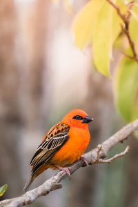 Red fody bird sitting on branch