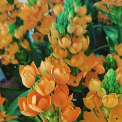 Close-up of orange flowering plants