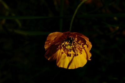 Close-up of yellow flower