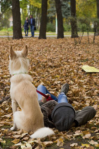 Woman lying by dog on dry autumn leaves at park