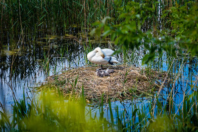 Duck in a lake