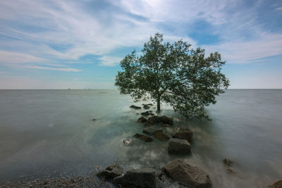 Tree on beach against sky