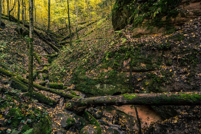 Trees in forest