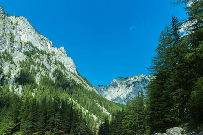 Low angle view of pine trees against clear blue sky