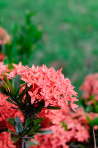 Close-up of red flowers blooming outdoors