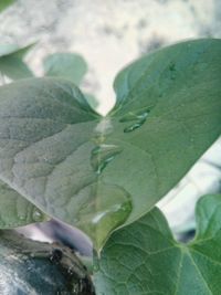 Close-up of leaves