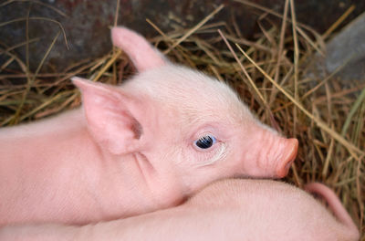 Little pink piglets lie on the hay