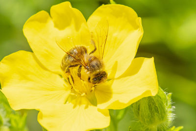 Close-up of bee pollinating on yellow flower