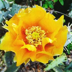 Close-up of yellow flowering plant