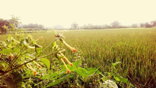 Scenic view of field against clear sky