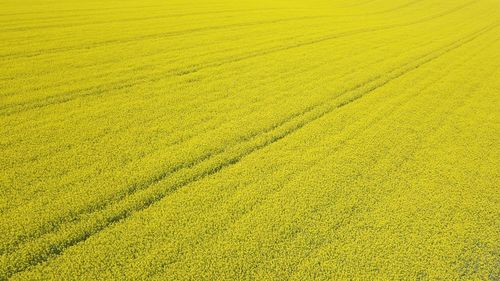 Oil seed aerial background