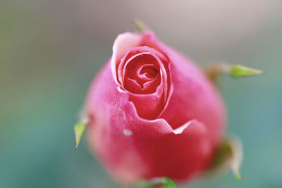 Close-up of rose