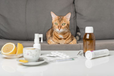 Portrait of cat sitting on table