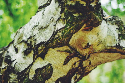 Close-up of tree trunk